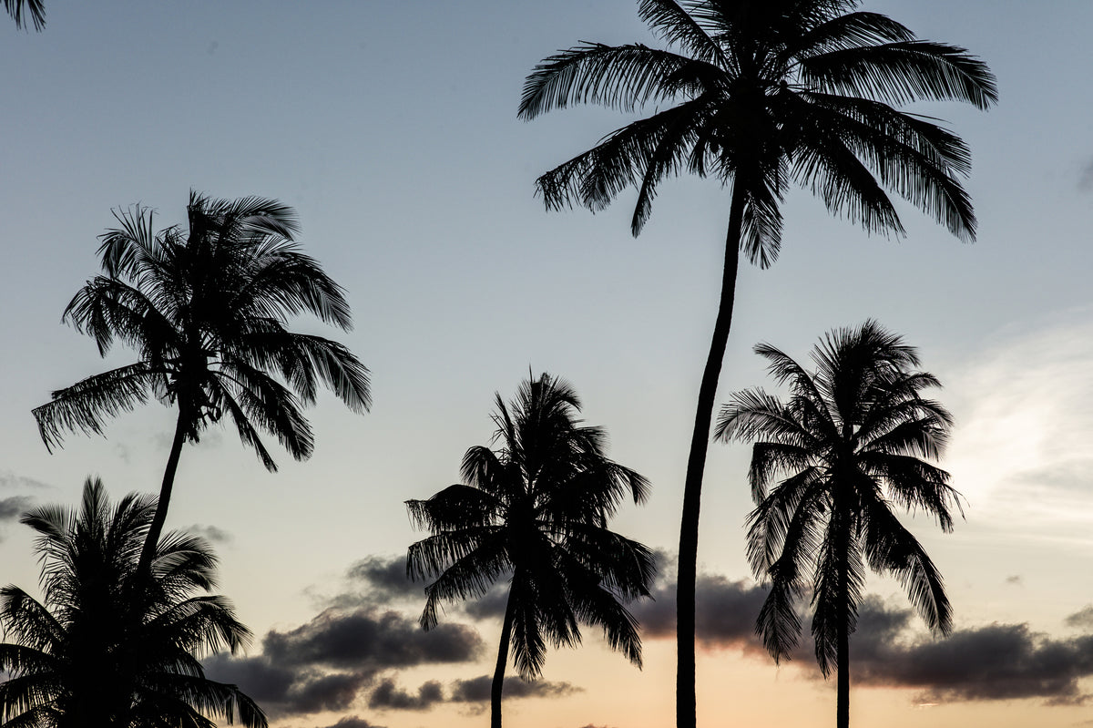 3-piece-canvas-print-silhouetted-palm-trees