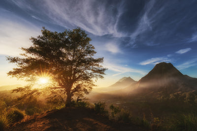 poster-print-pinggan-tree-x