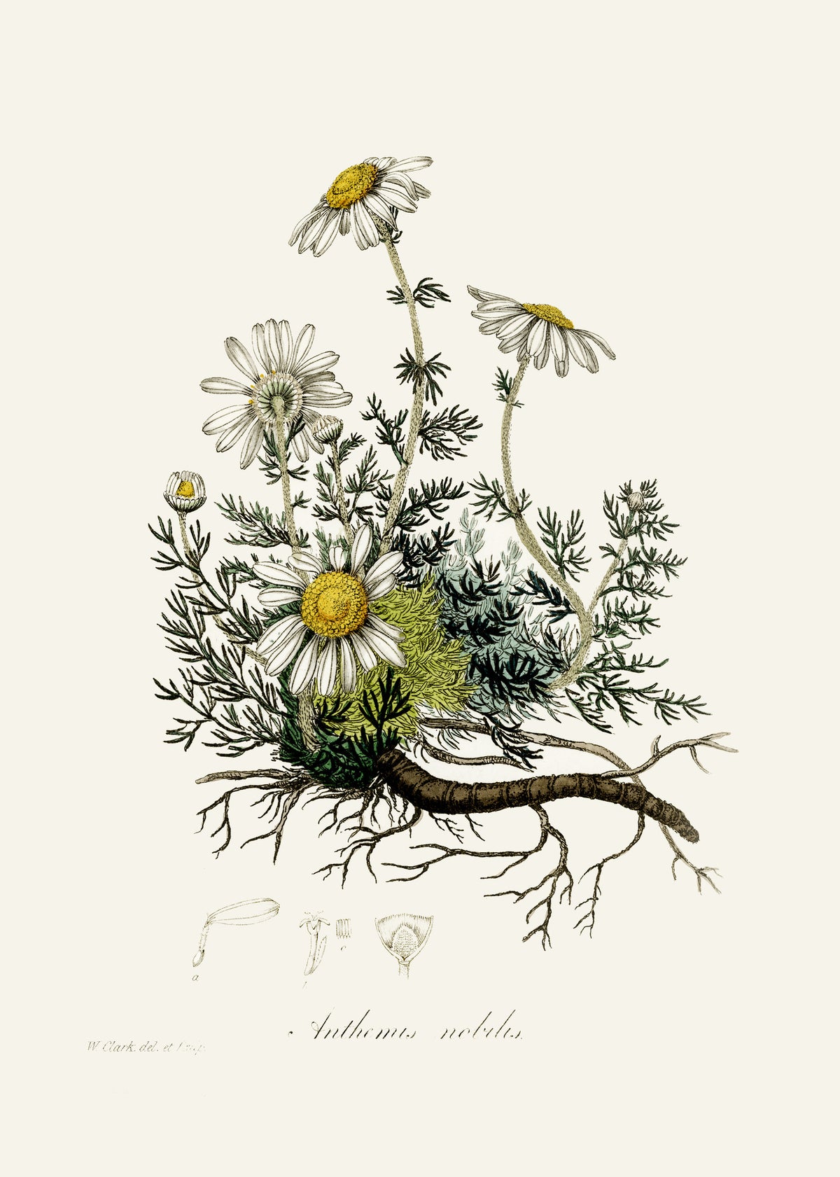 aluminium-print-chamomile-anthemis-nobilis-medical-botany