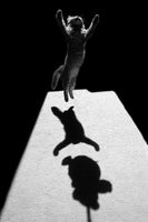 aluminium-print-edgar-the-great-x