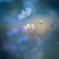 acrylic-print-white-shadow-x