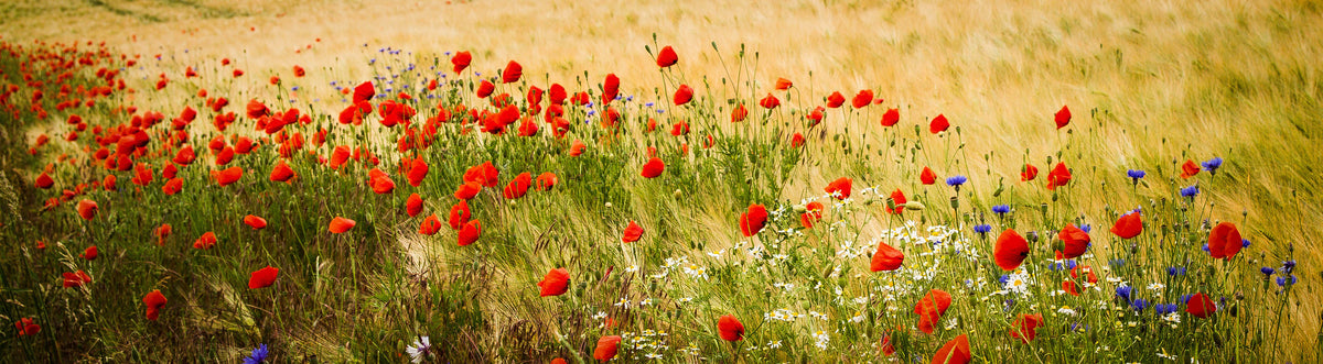 panoramic-poster-print-poppy-panorama