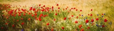 panoramic-poster-print-poppy-panorama