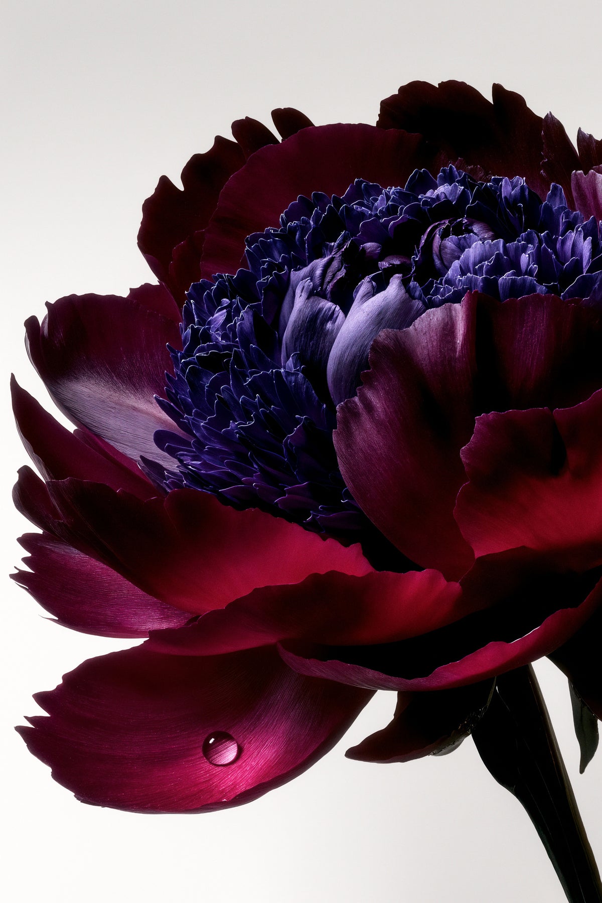 canvas-print-lightfall-florals-crimson-ruffle