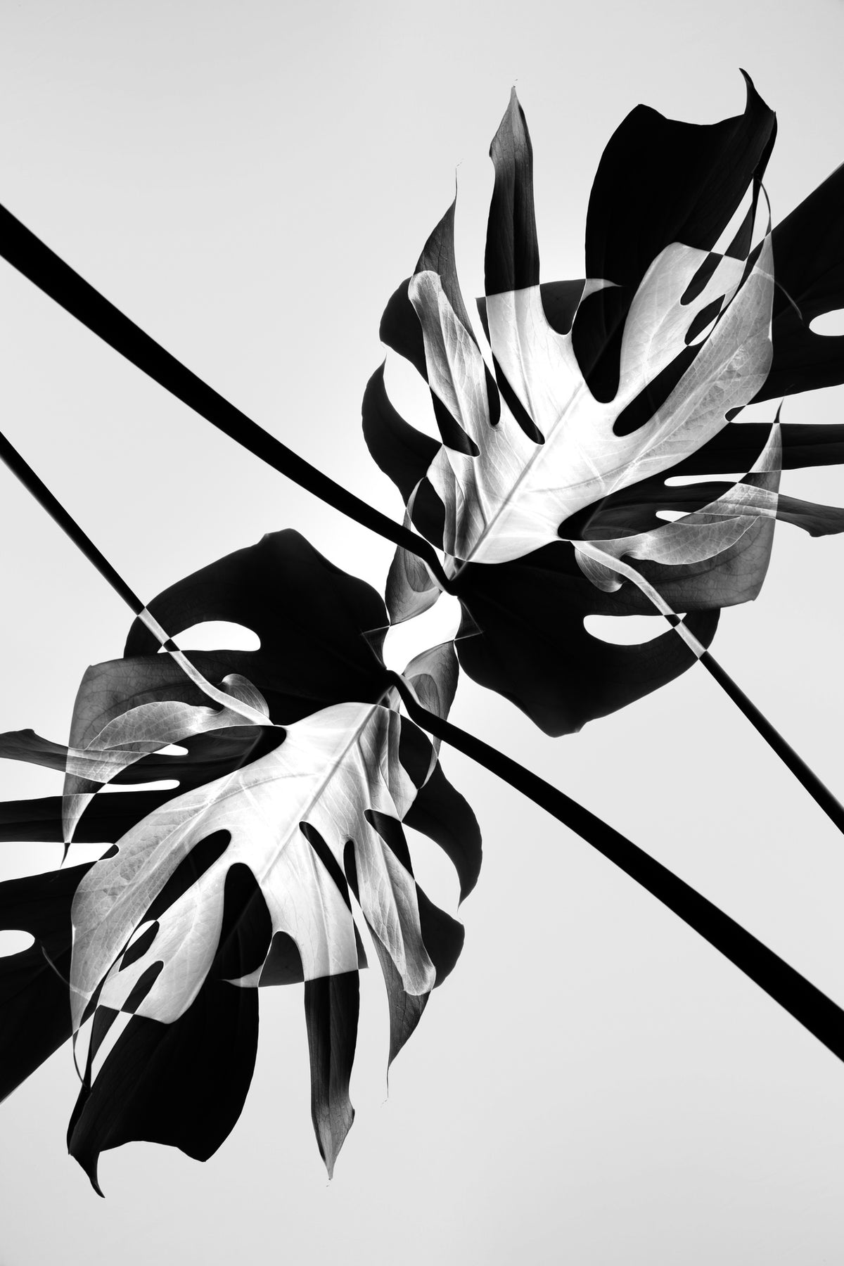 framedcanvas-print-bw-leaf-monstera