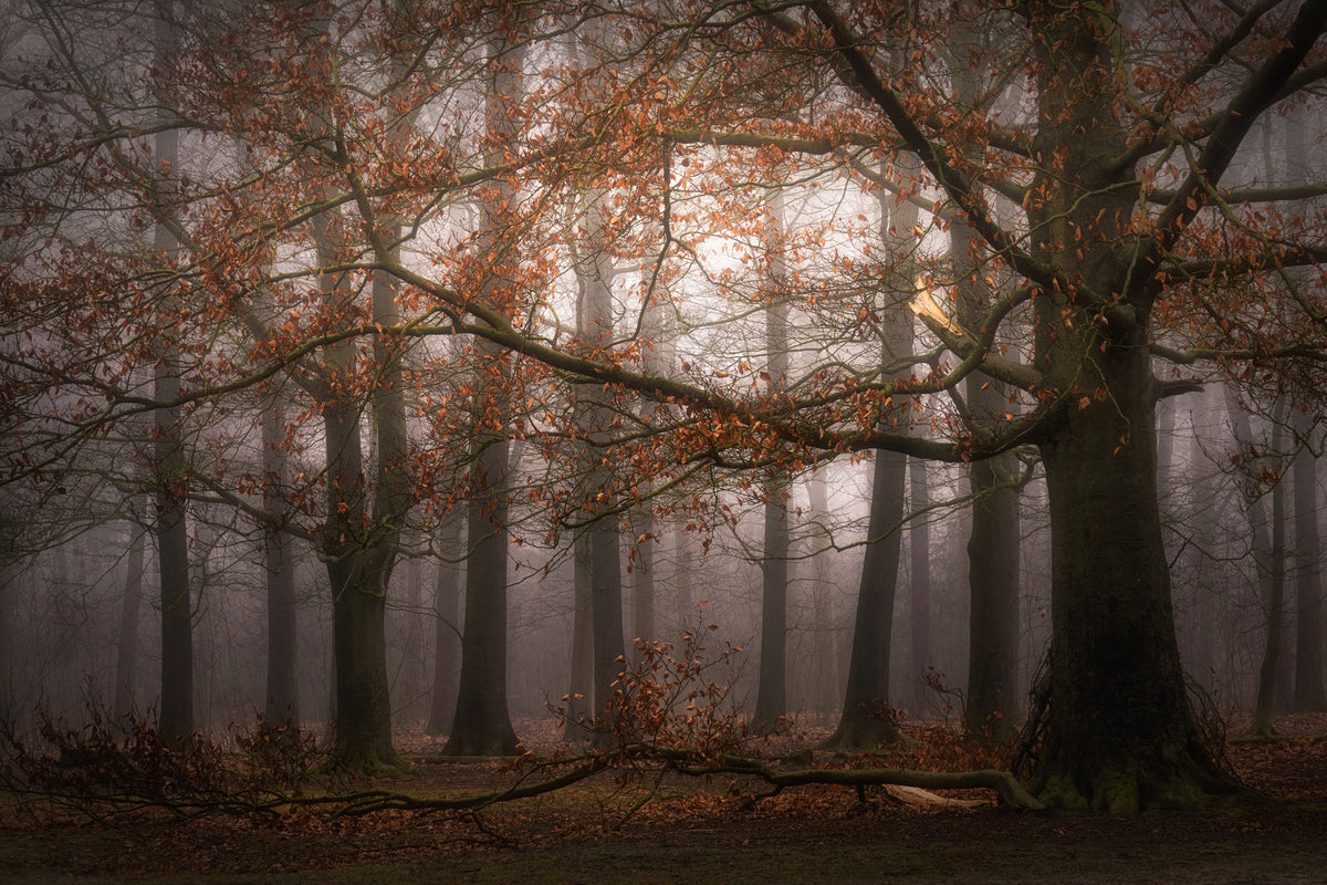 framedcanvas-print-foggy-memory-of-the-past-x