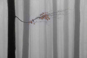 3-piece-canvas-print-autumn-branch