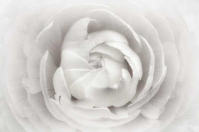 poster-print-ranunculus