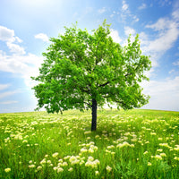 4-piece-aluminium-print-the-tree