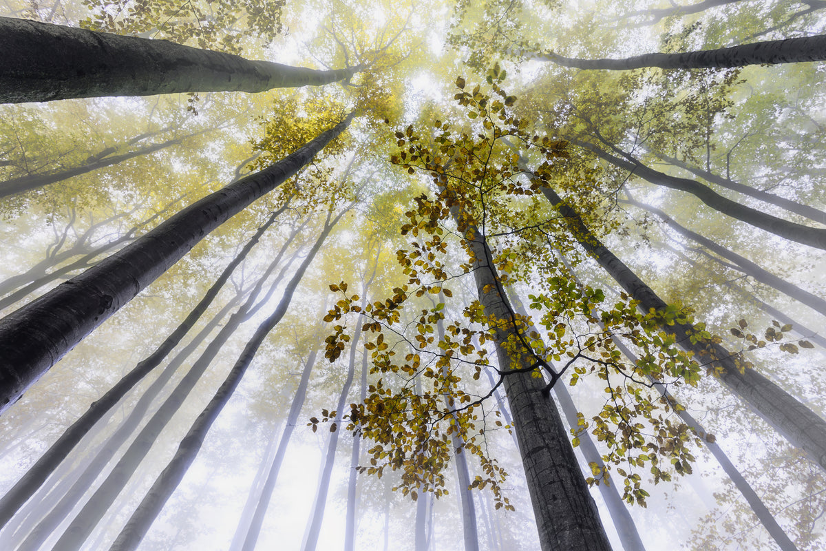 3-piece-canvas-print-the-breath-of-autumn