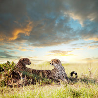 canvas-print-cheetahs