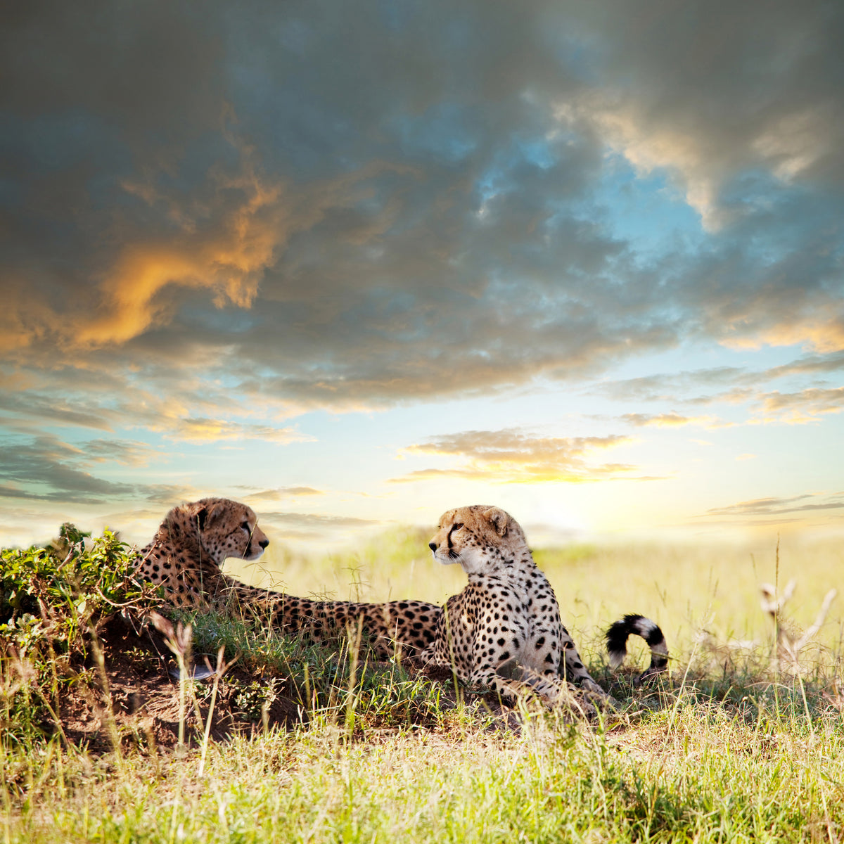 canvas-print-cheetahs