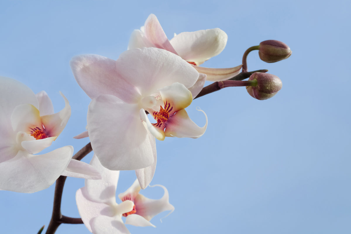 canvas-print-orchid-in-the-sky
