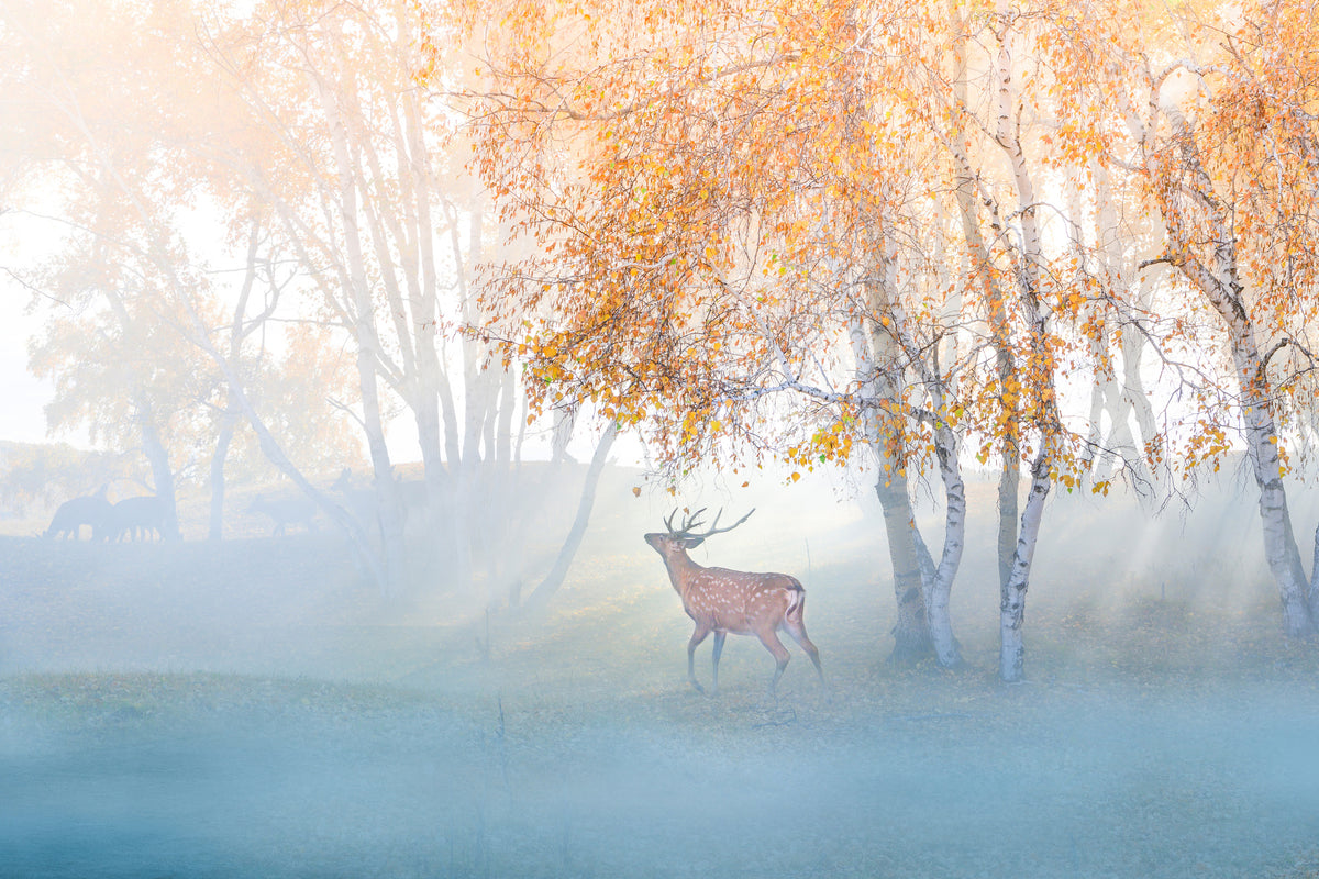 canvas-print-elk-lost-in-mist-x