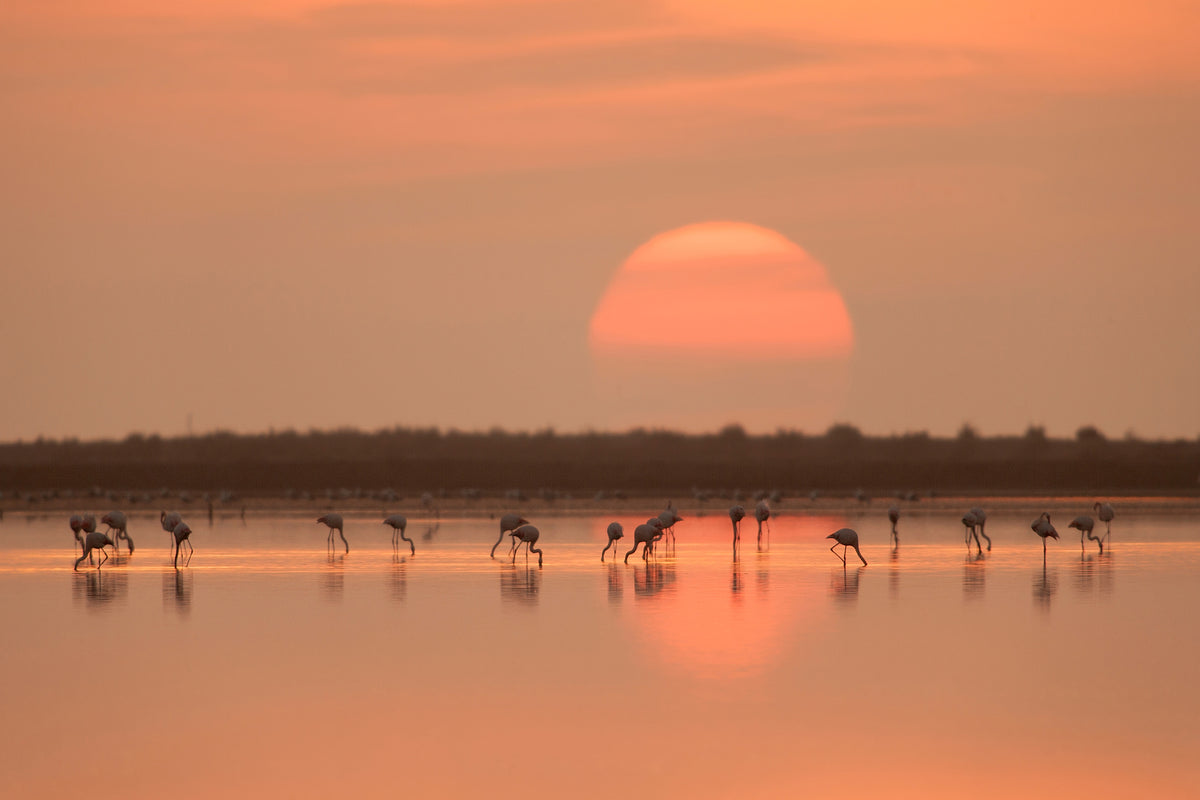 aluminium-print-flamingos-at-sunrise-x