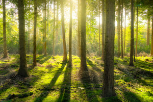 canvas-print-in-the-middle-of-the-woods