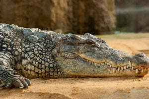 3-piece-canvas-print-the-nile-crocodile