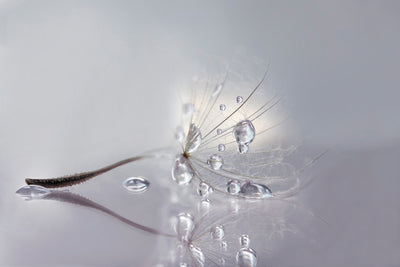 poster-print-silver-x