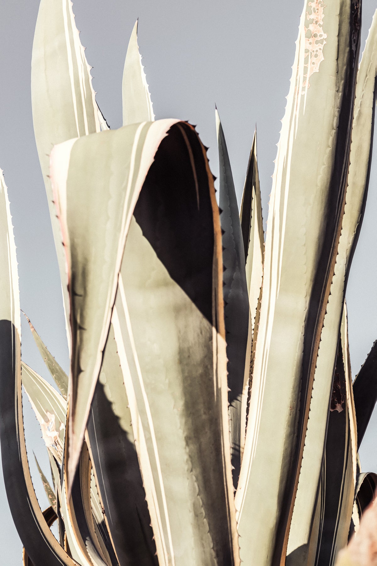framedcanvas-print-agave-001