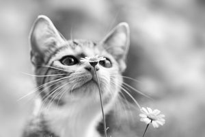 3-piece-canvas-print-curious