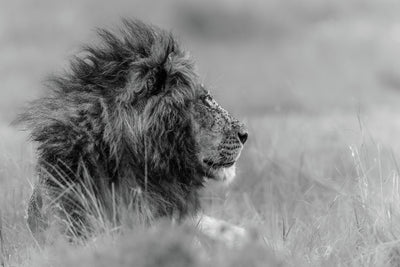 poster-print-the-king-is-alone
