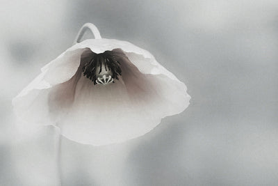 poster-print-ephemeral-beauty-ii