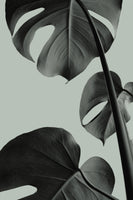 acrylic-print-monstera-teal-03