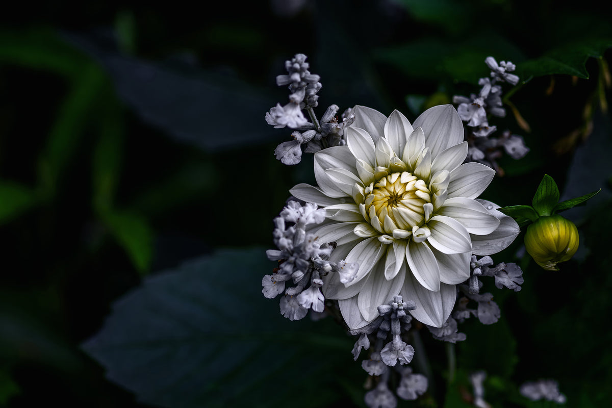 framedposter-print-dahlia-flower