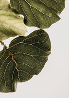 aluminium-print-leaf-veins-symphony