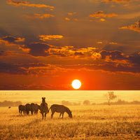 4-piece-acrylic-print-seregenti-national-park