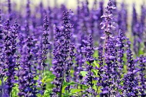 3-piece-canvas-print-xl-lavender