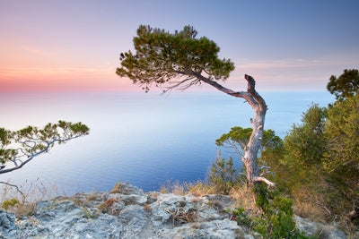 poster-print-mallorca-pinien-bei-sonnenuntergang