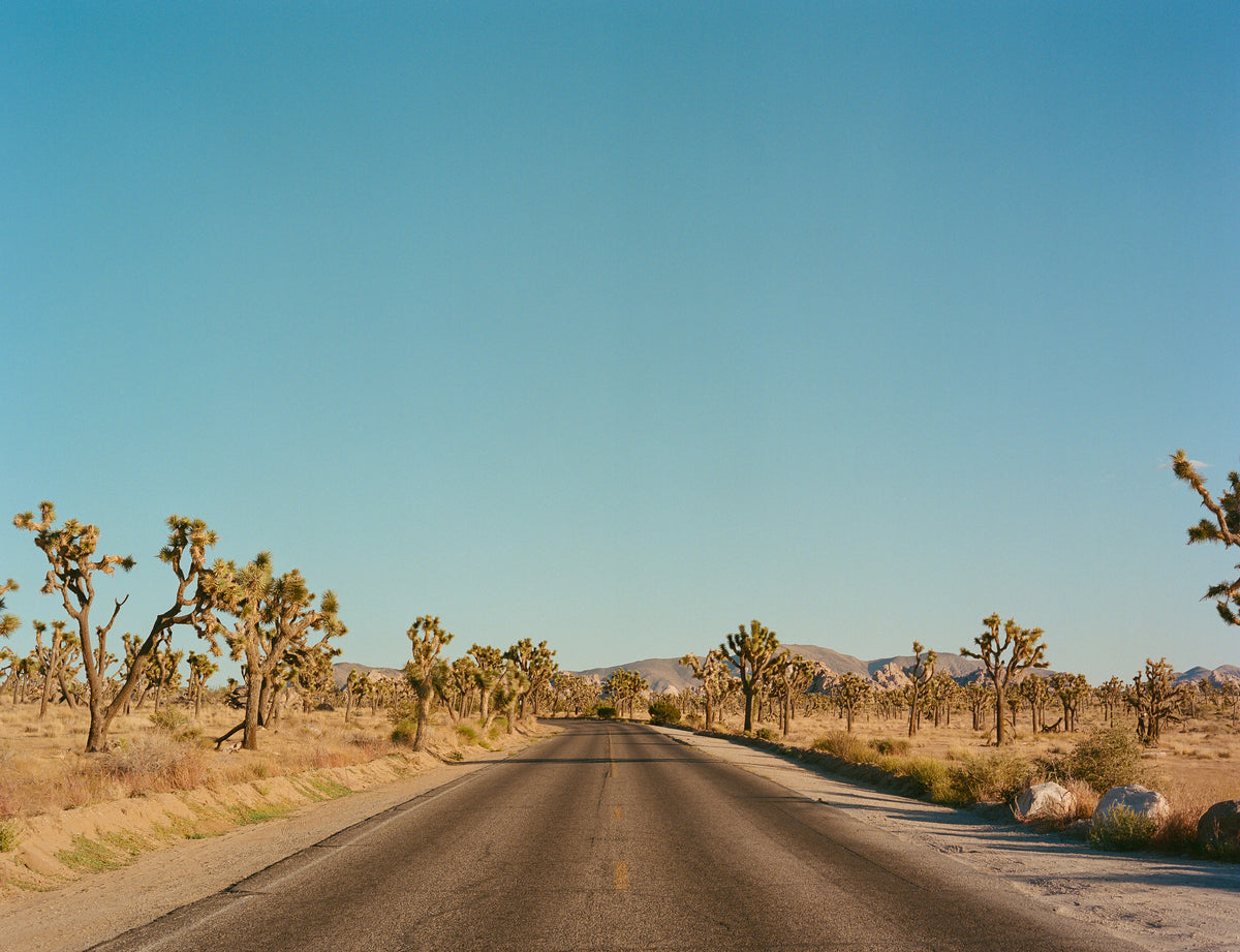 framedposter-print-joshua-tree-road