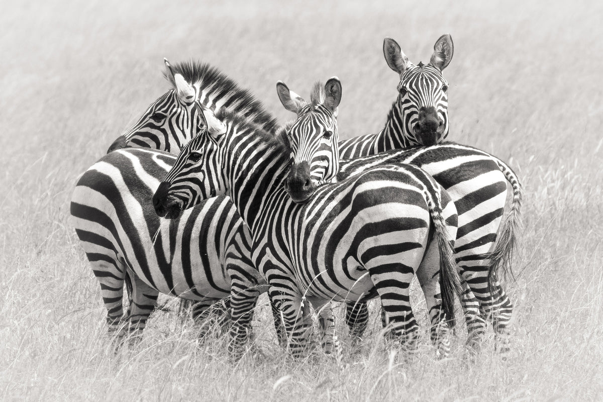 acrylic-print-zebras-x