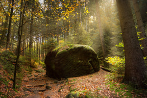 framedposter-print-the-rock-in-the-forest