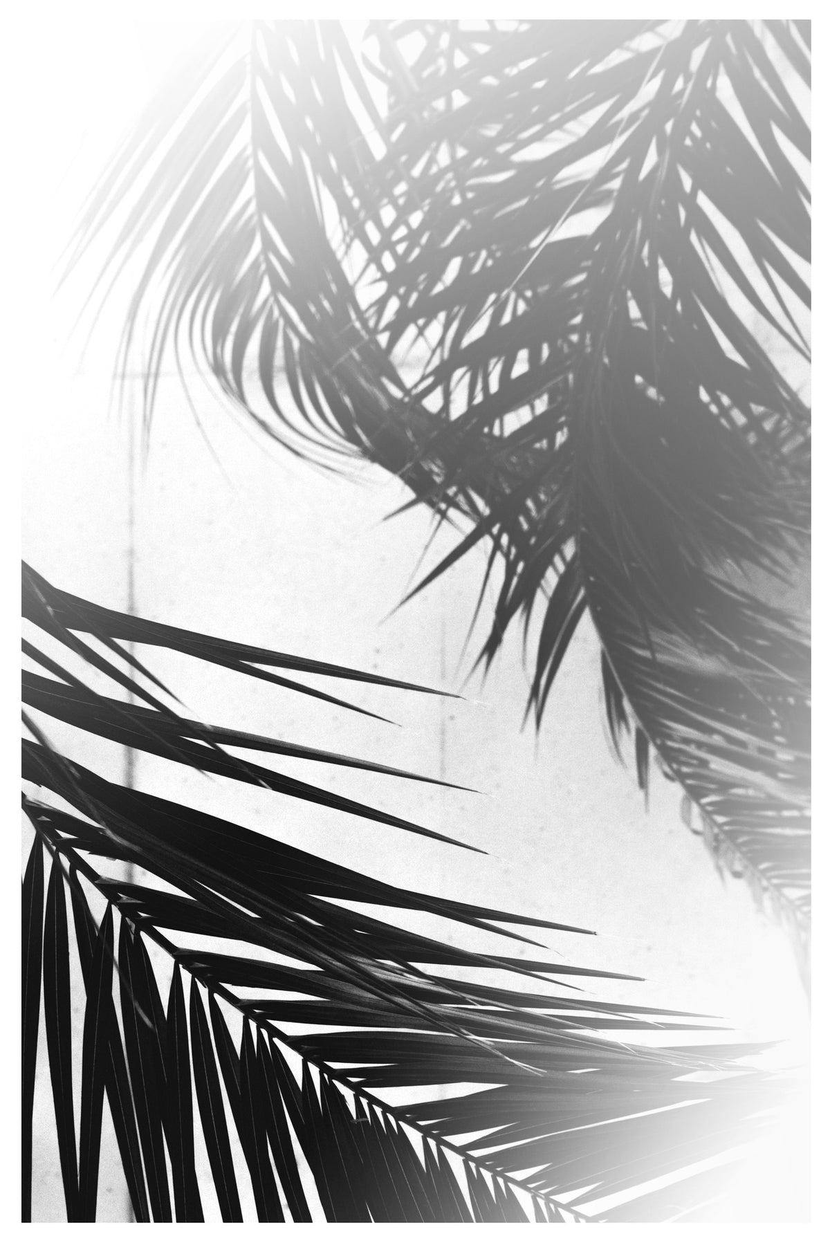 canvas-print-palm-silhouettes