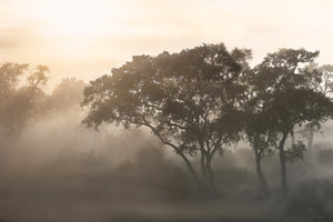 canvas-print-savana-sunrise-x