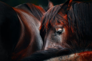 aluminium-print-sleep-huddle