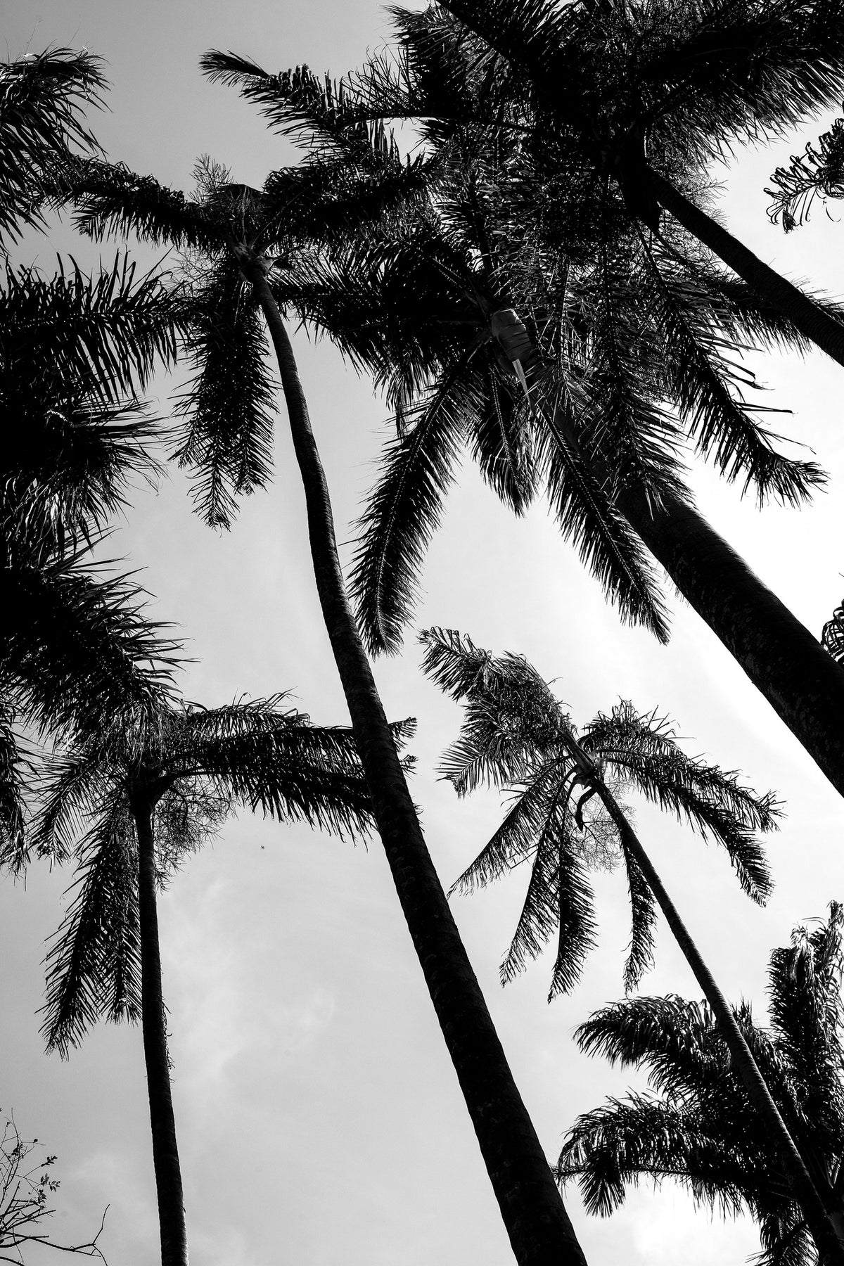 acrylic-print-looming-in-light