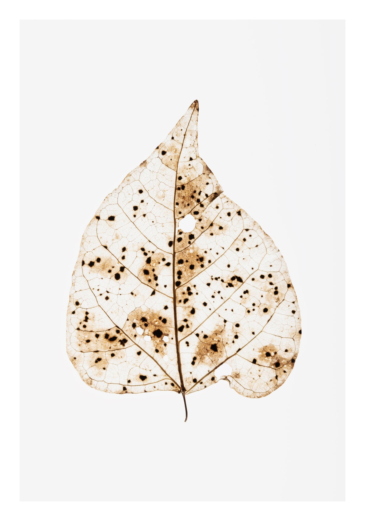 acrylic-print-dotted-leaf-elegance