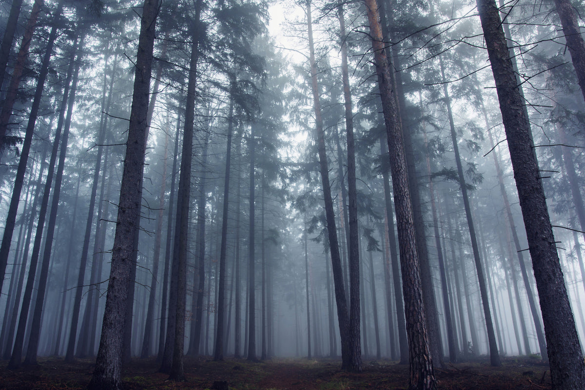 aluminium-print-mysterious-foggy-forest-x