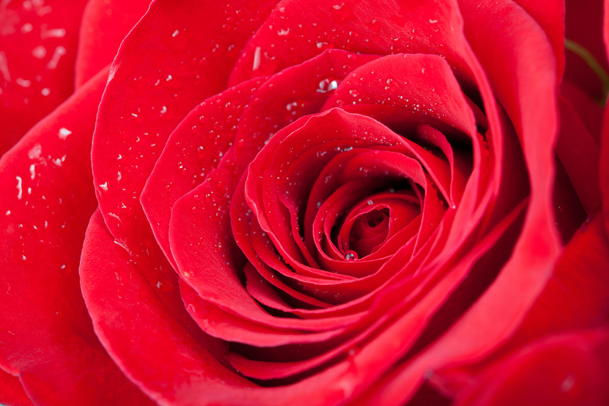 canvas-print-red-rose-in-morning-dew
