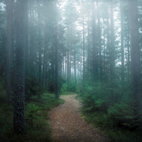 canvas-print-the-forest-of-secrets