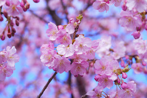 canvas-print-gorgeous-cherry-blossom