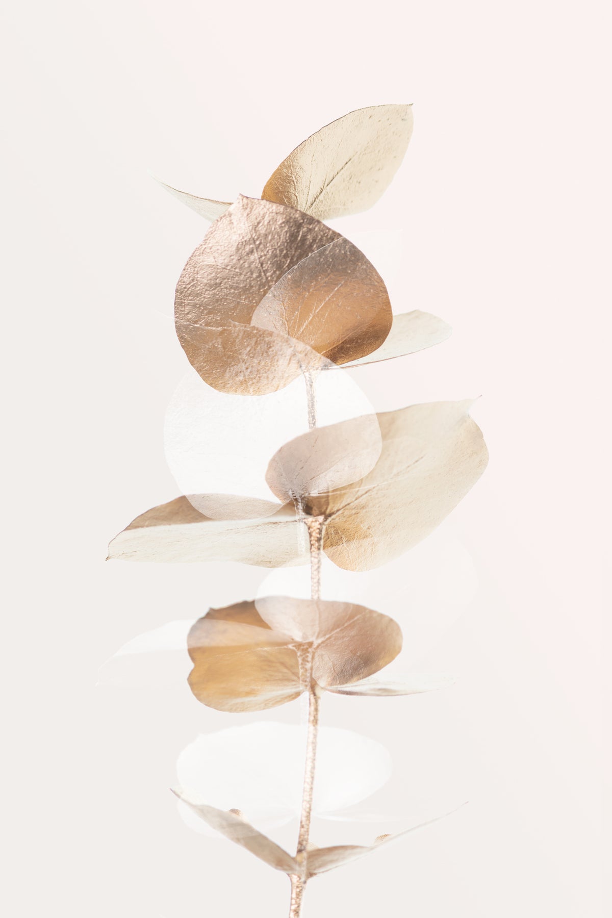 acrylic-print-eucalyptus-creative-gold-04
