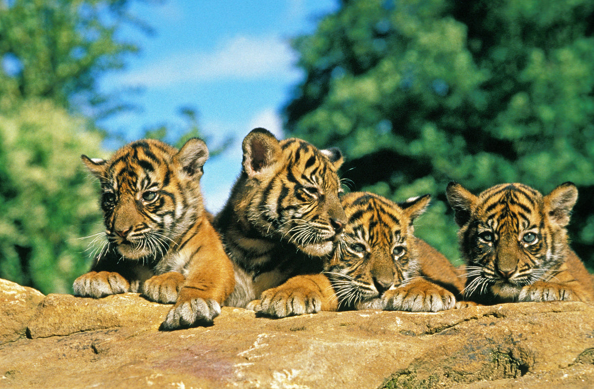 poster-print-a-look-into-the-world-of-tigers