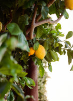 framedposter-print-amalfi-coast-lemons-vi-on-film