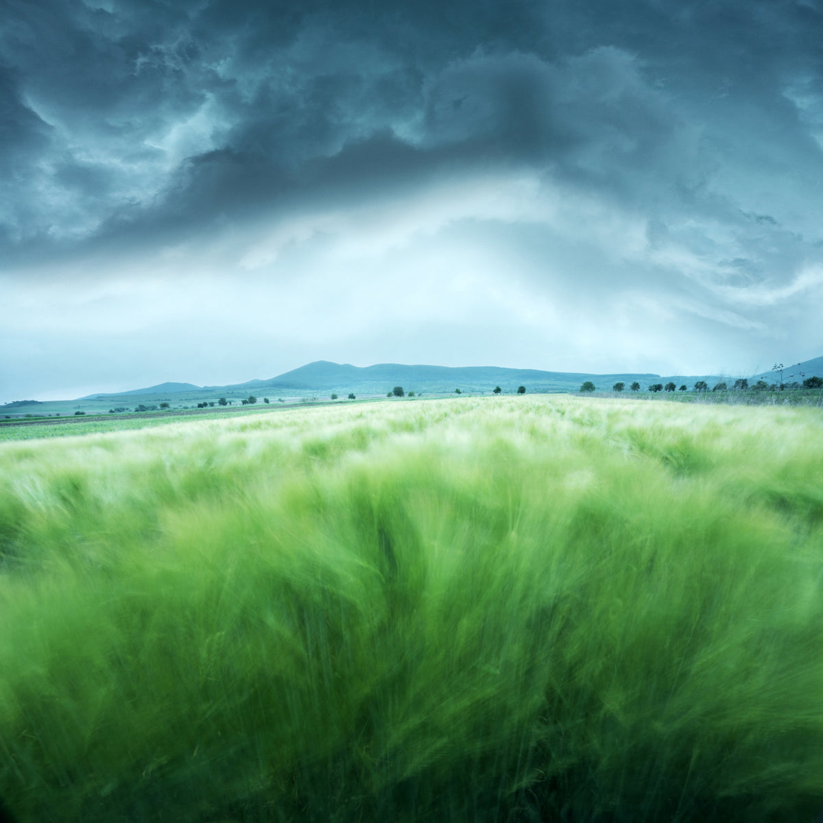 4-piece-acrylic-print-barley-field