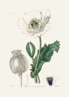framedcanvas-print-opium-poppy-papaver-somniferum-medical-botany