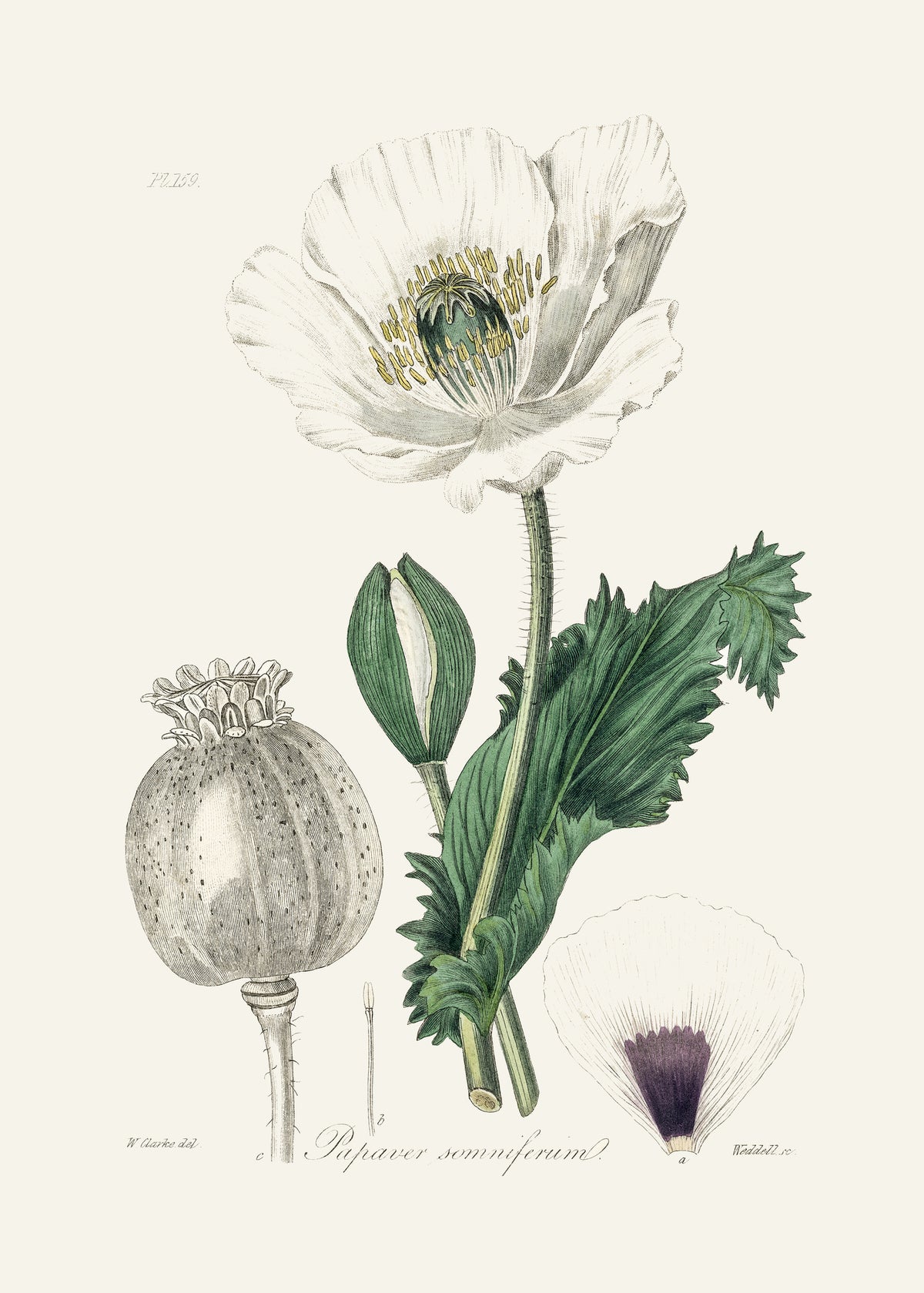 framedcanvas-print-opium-poppy-papaver-somniferum-medical-botany